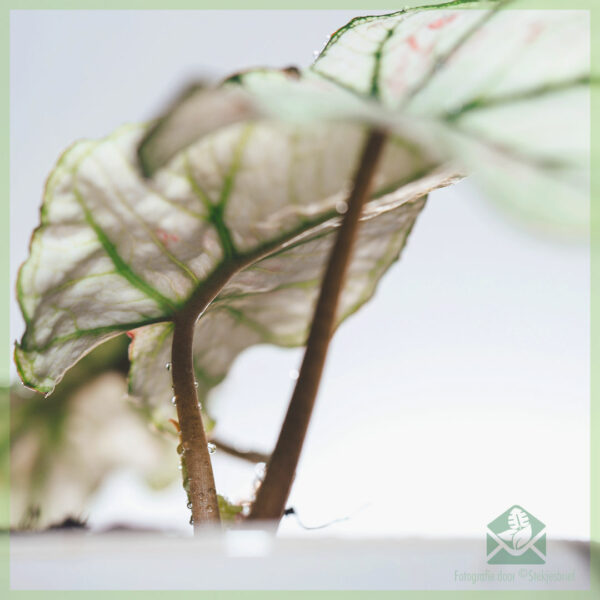 Caladium Bicolor Kelly stekjes kopen en verzorgen