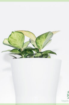Achte plant Hoya carnosa tricolors
