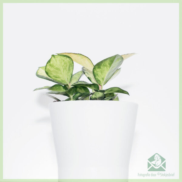 Купете ги растенијата Hoya carnosa tricolors