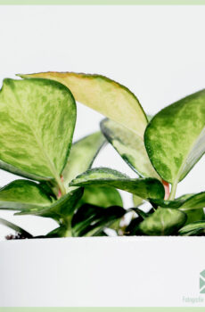 קנה צמחי Hoya carnosa tricolors