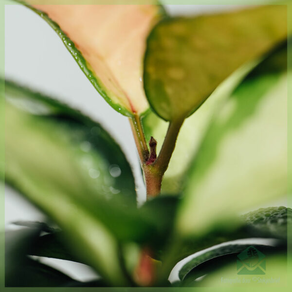 Nebatên Hoya carnosa tricolors bikirin