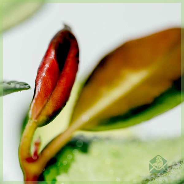 Aĉetu Hoya carnosa tricolor