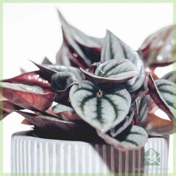 Peperomia Caperata Mendoza kopen