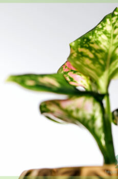 Blini dhe kujdesuni për Aglaonema Green Pink Dot