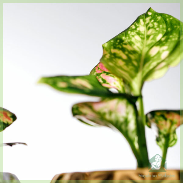 قم بشراء ورعاية Aglaonema Green Pink Dot