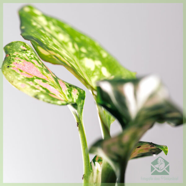 قم بشراء ورعاية Aglaonema Green Pink Dot