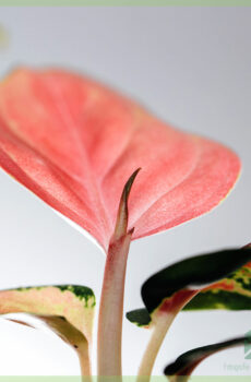 Aglaonema Hybrid Pink 구매 및 관리