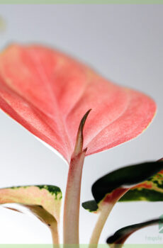 Iibso oo daryeel Aglaonema Hybrid Pink