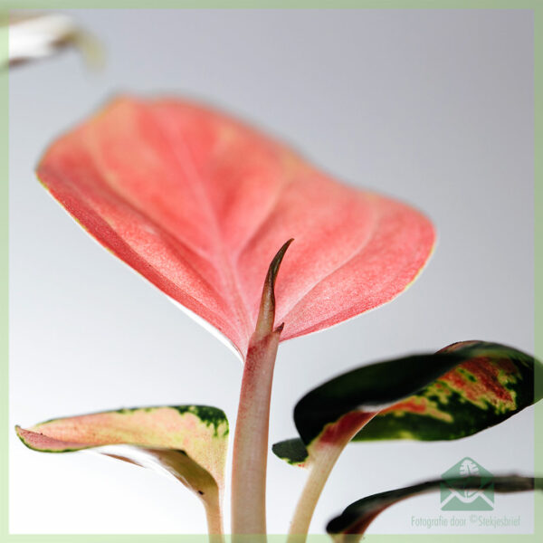 Fa'atau ma tausia le Aglaonema Hybrid Pink