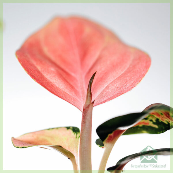 Aglaonema Hybrid Pink खरेदी करा आणि काळजी घ्या