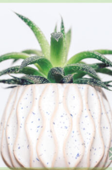 Buying and caring for Aloe Arborescens