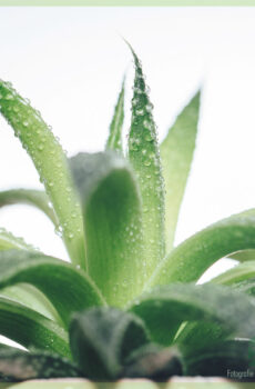 Купуване и грижа за Aloe Arborescens