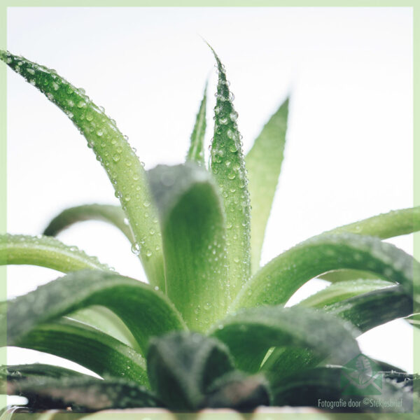 Iibka iyo daryeelka Aloe Arborescens