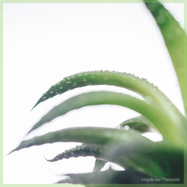 Iibka iyo daryeelka Aloe Arborescens