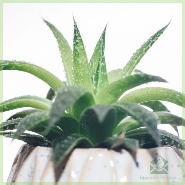 Купуване и грижа за Aloe Arborescens