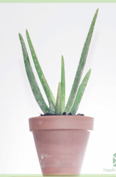 Aloe vera barbadensis kopen