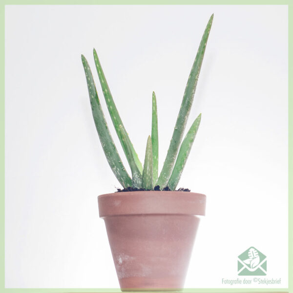 Aloe vera barbadensis kopen