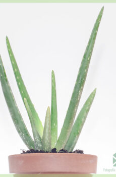 Bumili ng aloe vera barbadensis