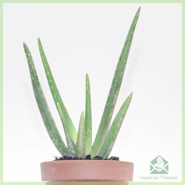Aloe vera barbadensis kopen