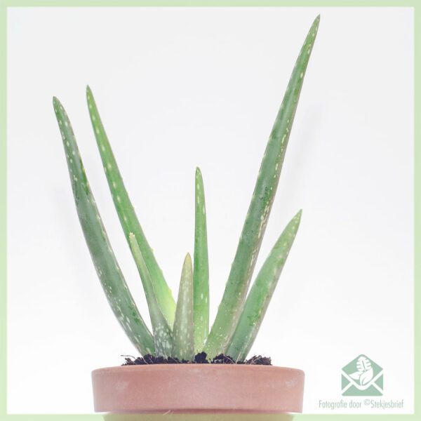 Acquista l'aloe vera barbadensis