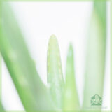 Aloe vera barbadensis kopen