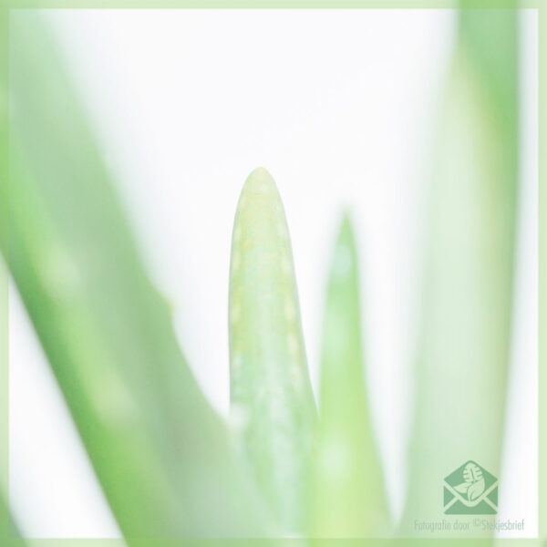 Aloe vera barbadensis kopen