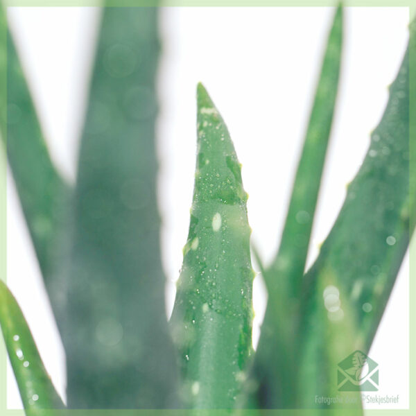 Köp aloe vera barbadensis