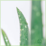 Aloe vera barbadensis kopen