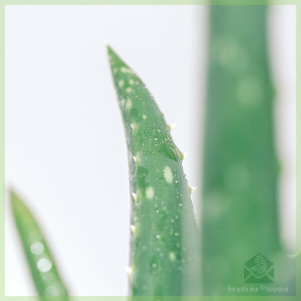 Acquista l'aloe vera barbadensis