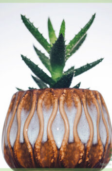 Buy Aloe Vera Humilis