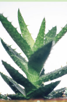 Buy Aloe Vera Humilis