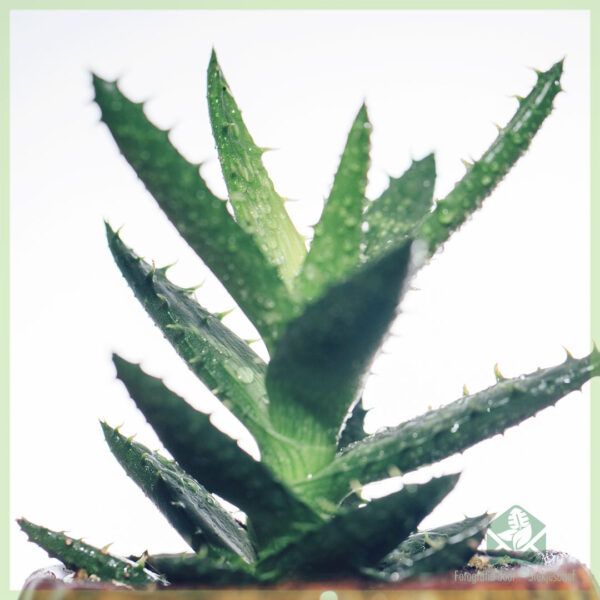 شراء Aloe Vera Humilis