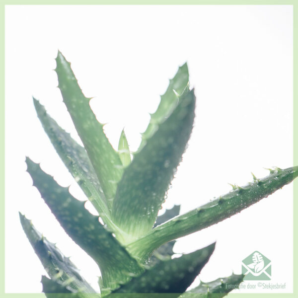 شراء Aloe Vera Humilis