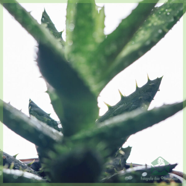 Kúpte si Aloe Vera Humilis