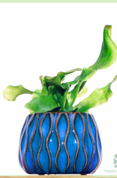 Alta cache-pot pot de fleurs pot décoratif 6 cm