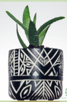 Anubis wite plant pot blommen pot dekorative pot 6 cm
