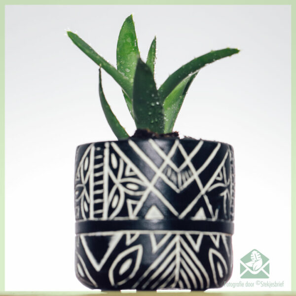 Anubis white plantenpot bloempot sierpot 6 cm