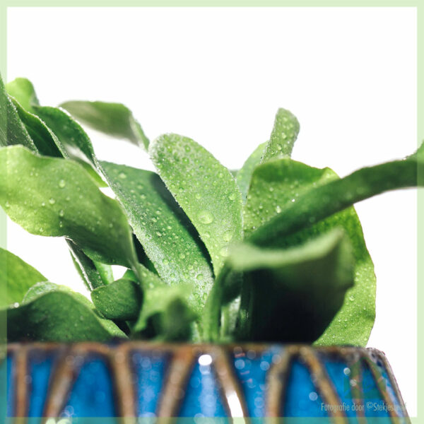 ซื้อ Asplenium Nidus เฟิร์น