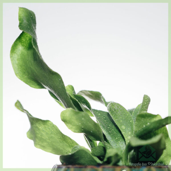 购买 Asplenium Nidus 蕨类植物