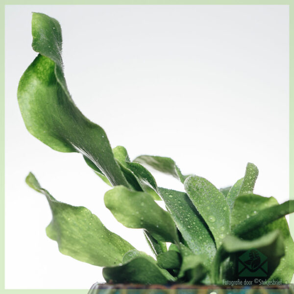 Asplenium Nidus varen kopen