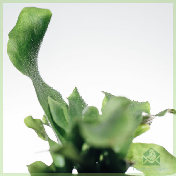 ซื้อ Asplenium Nidus เฟิร์น