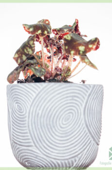 Kupnja i njega Begonia Boweri Tiger Brown-Red