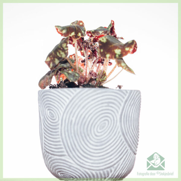 Begonia Boweri Tiger Brown-Red kopen en verzorgen