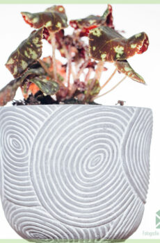 Купете и се грижите за Begonia Boweri Tiger Brown-Red