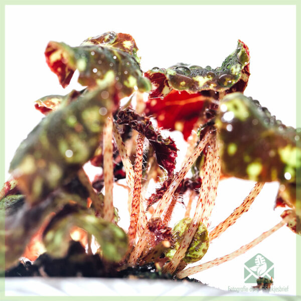 Mésér sareng miara Begonia Boweri Macan Coklat-Beureum