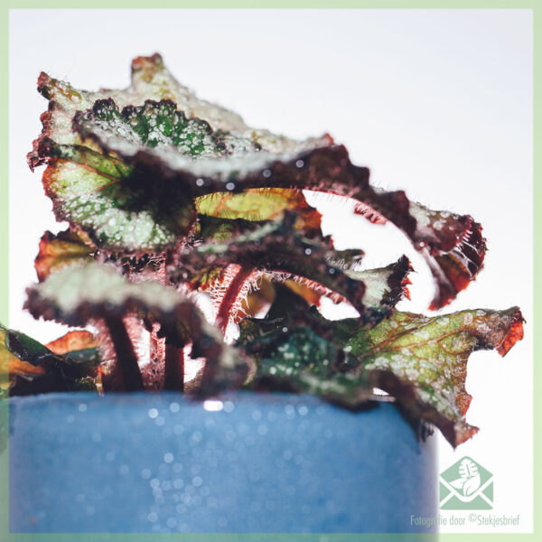 Begonia Rex Dew Drop kopen en verzorgen