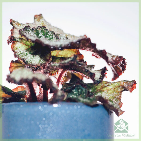 Begonia Rex Dew Drop kopen en verzorgen