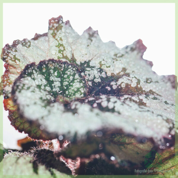 Mésér sareng miara Begonia Rex Dew Drop