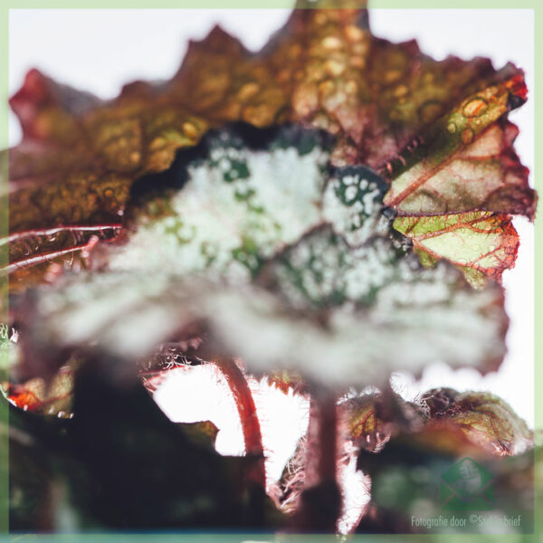 قم بشراء ورعاية Begonia Rex Dew Drop