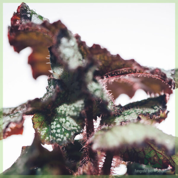 Tuku lan ngurus Begonia Rex Dew Drop